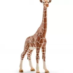 femmina di giraffa
