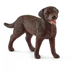 labrador retriever femmina