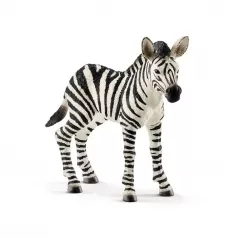 puledro di zebra