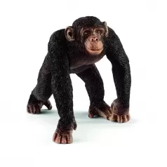 scimpanze maschio