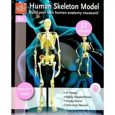modellino scheletro - 37 pezzi
