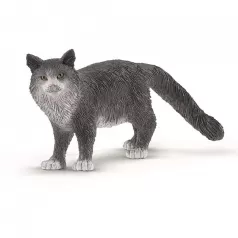 gatto maine-coon