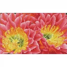 desert blooms - diamond dotz squares dq9.009 52x32cm