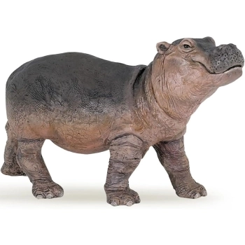 hippopotamus calf