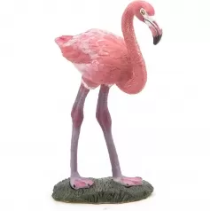 greater flamingo