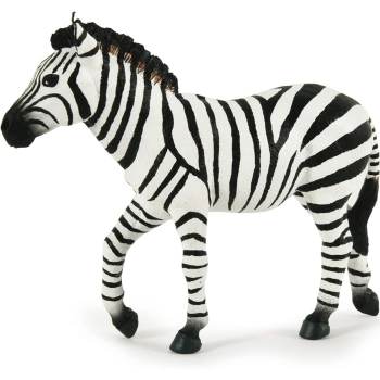 zebra maschio