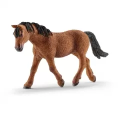 cavalla bashkir curly