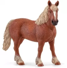 cavalla belga