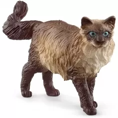 gatto ragdoll