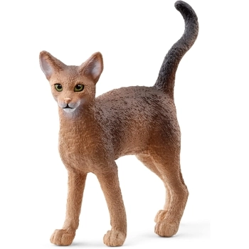 gatto abissino