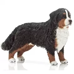 bovaro del bernese femmina