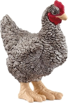 gallina plymouth rock