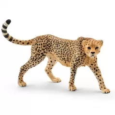 femmina di ghepardo